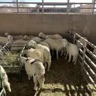ارخال