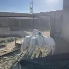 خرفان كفو صنف