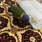 فرخ لوري