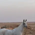 حصان واهو