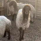 غنم العدد 5 شرط الصحه وأمورهم طيبه