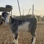 تيس