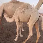 قعود بري شرط