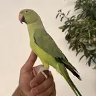 ذكر دره هندي اليف و متكلم و الطير حمامه مشاء الله