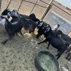 معز للبيع حليب اسعر عند السوم