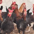 ديك عربي ترثه