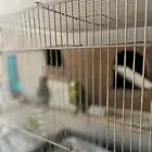 عصافير طيور حب وكروان