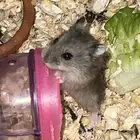 هامستر للبيع ونتر وايت