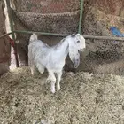 تيس  في الخرج