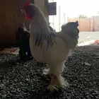 دجاج براهما كولمبي ابيض بياض