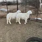 طلي جذعان نظيف