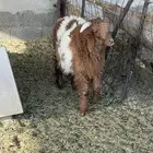 خروف نعيمي و رخله وتيوس