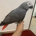 كاسكو متكلم شرط