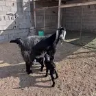 عنز عارضيه متاومم ب 3