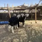 رخال نجد صنف