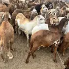سواكن الحمر