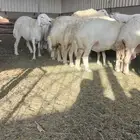 غنم حريات حرش