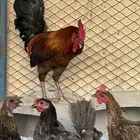 دجاج بلدي