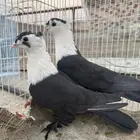 جوز لبناني منتج على الشرط للتواصل