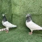 للبيع حمام باكستاني مستوى