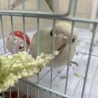 طير روز ذكر مرح مروض اليف صحته بخير مع قفص كبير