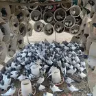 250 حمام باكستاني وهندي