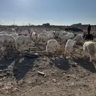 74 ضان بفحولها دفيع