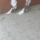 جواز حمام زينة