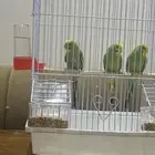 للبيع ثلاث طيور حب