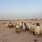 ذبائح نعيمي حري ذبايح جبر وهرفي ذبح وتوصيل