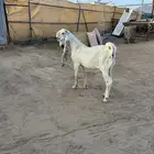 فحل صنف