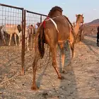 بكره حمرا ساحليه تملى السطل ب 12500 تم البيع