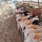 تيوس جدعان جديده للجمله