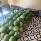 بطيخ. تيماء بوهان