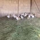 ارانب