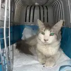 تبي