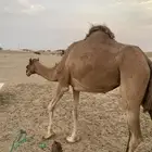 جدة
