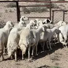 خميس مشيط القاعه