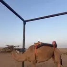 رحول عسيف