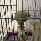 بغباء دره أنثى جاهزه