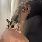 السنجاب الطائر