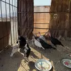 دجاج وديوك رومي