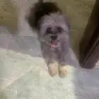 كلب شيواو
