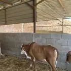 عجول رضيعه بلدي للبيع