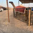 قعود فحل مجهم