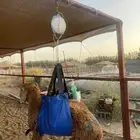 تامين ذبايح الزواجات والمناسبات جودة وسعر