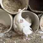 حمام ملكي سلالة الراجحي