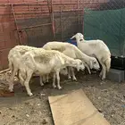 للبيع ضان مقني