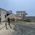 بكره اركيه بعمر اربع سنين