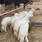 للبيع ذبايح طليان حري